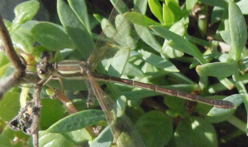 Lestes barbarus?